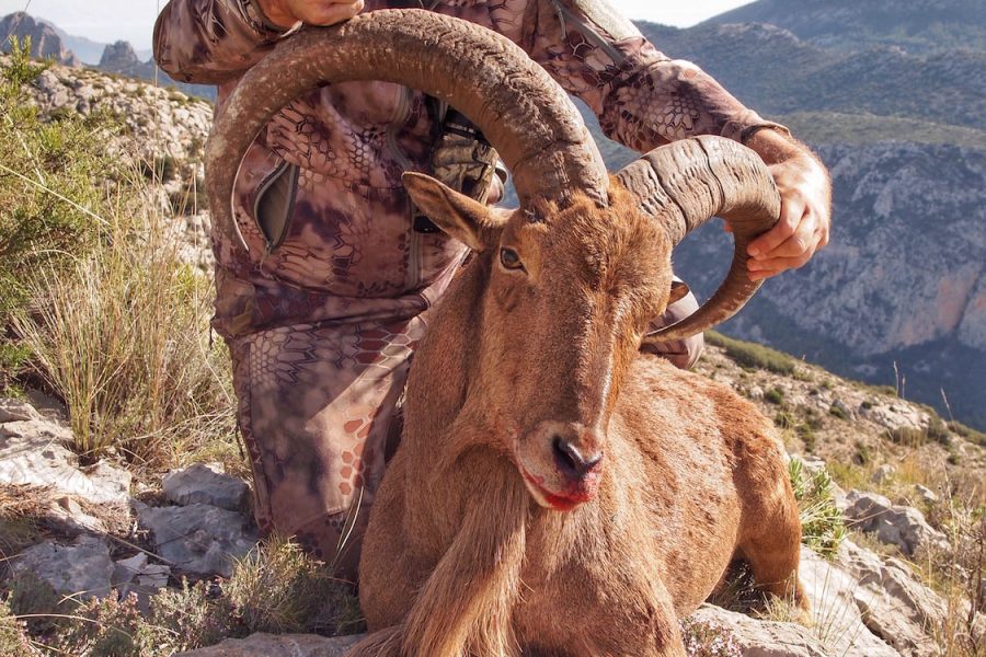 follow us with the Barbary Sheep hunt