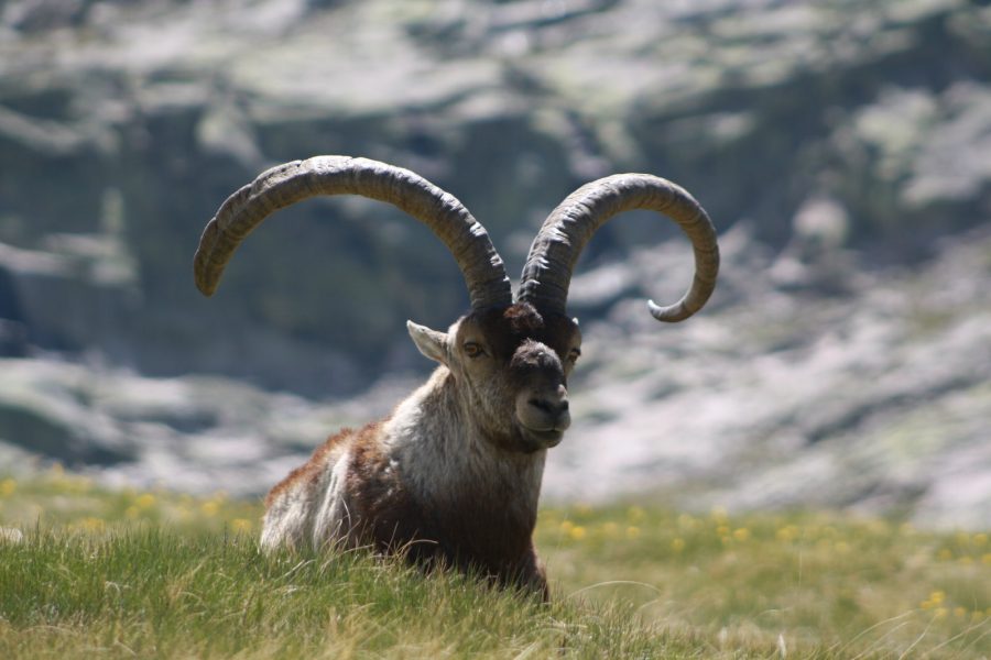 Chamois hunting in spain