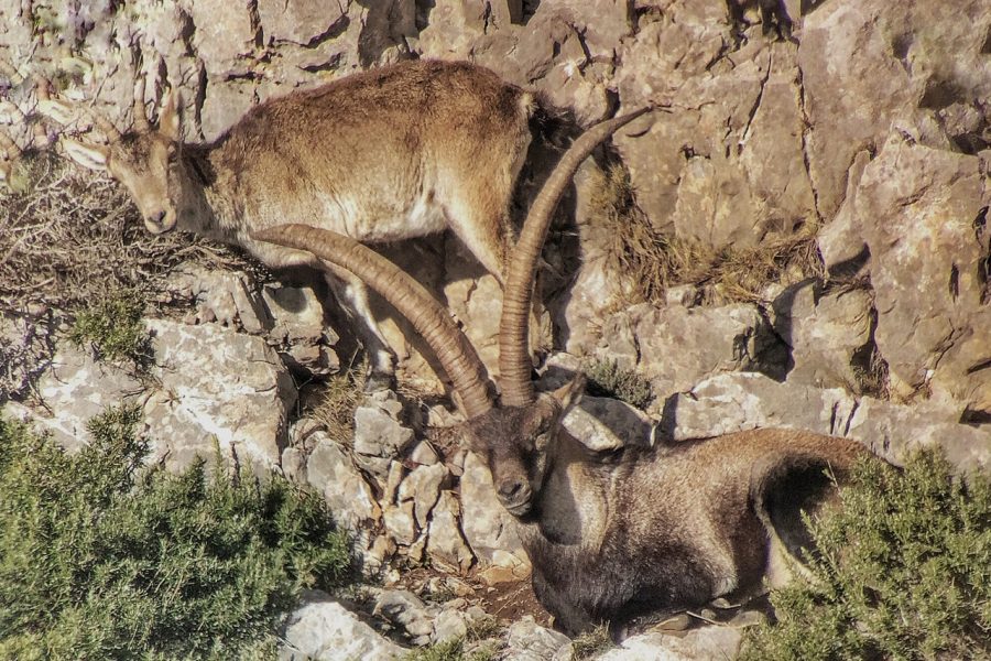 Ibex hunting in spain