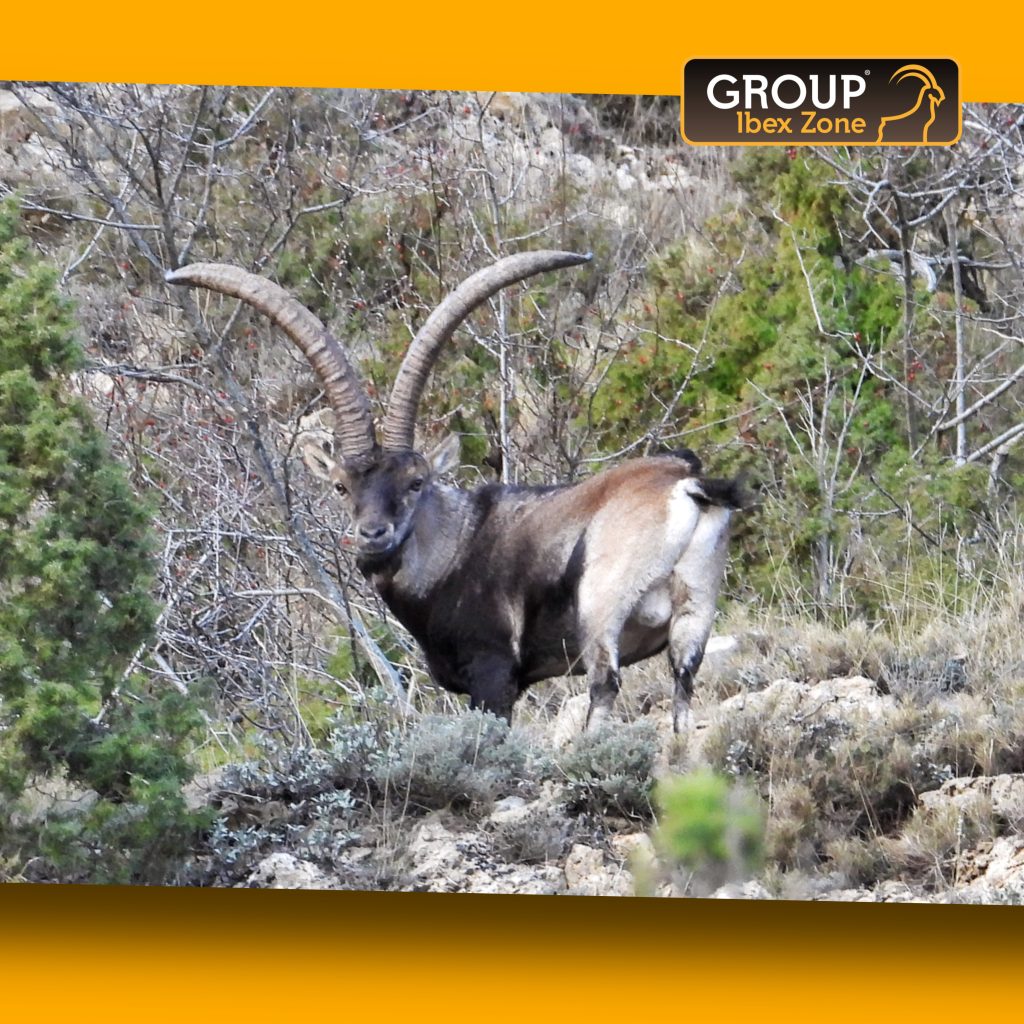 group ibex zone 1147 16400