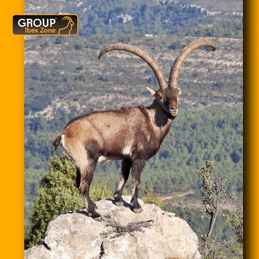 Group ibex zone 16414