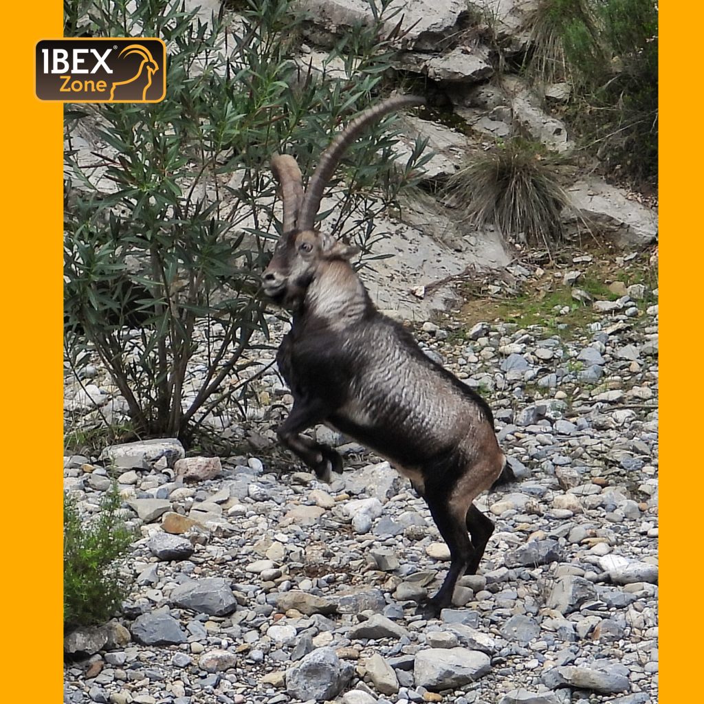group ibex zone 1483 16458