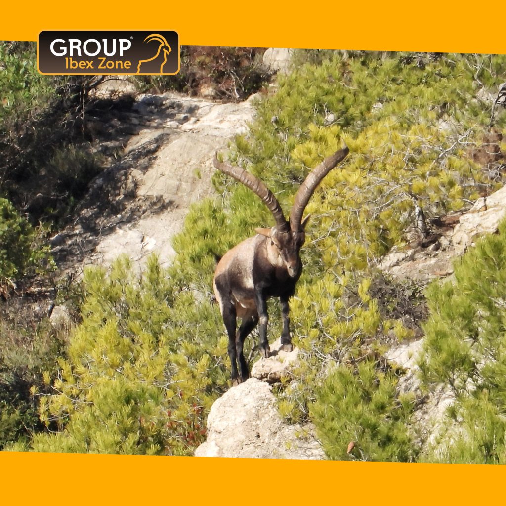 group ibex zone 963 16387