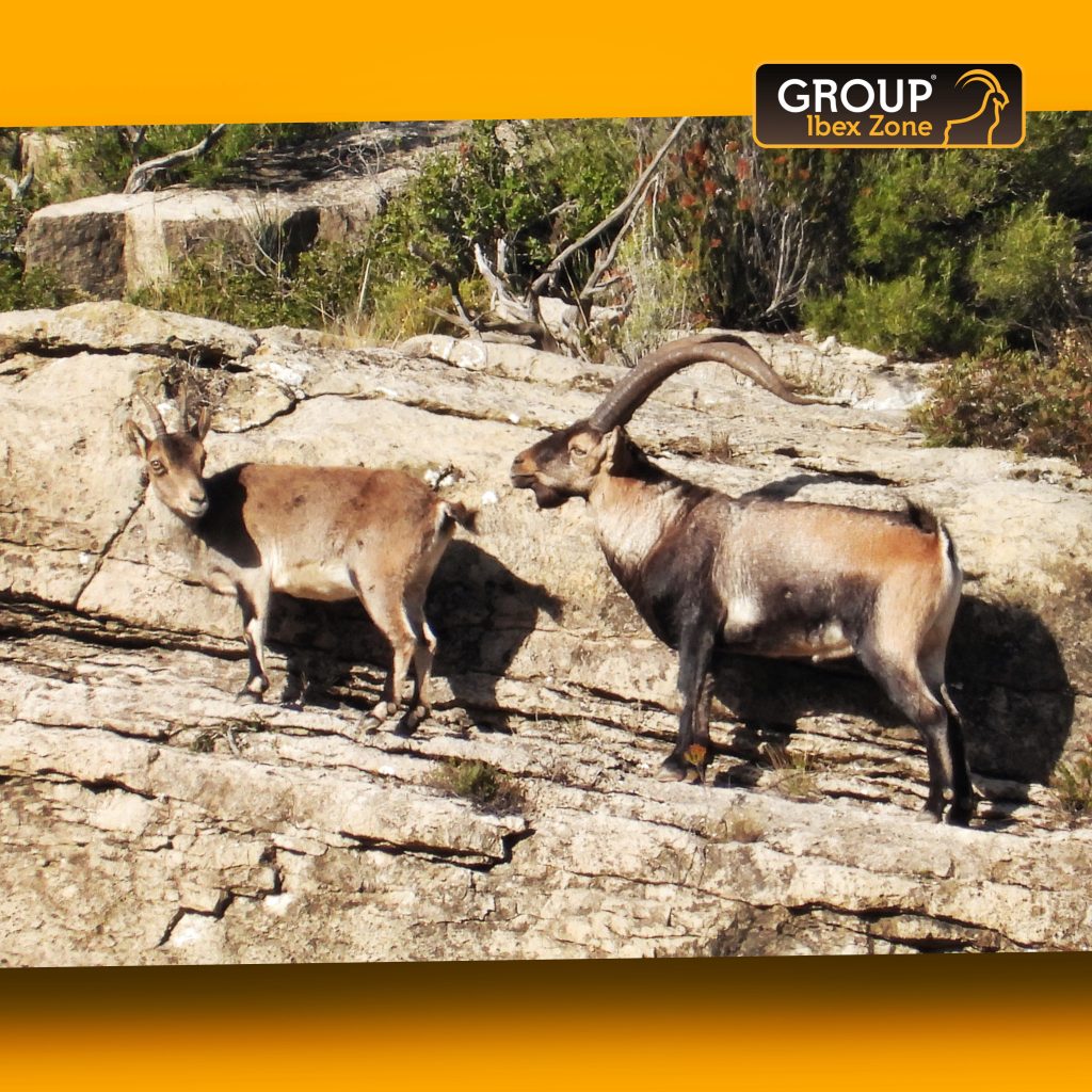 group ibex zone 995 16390